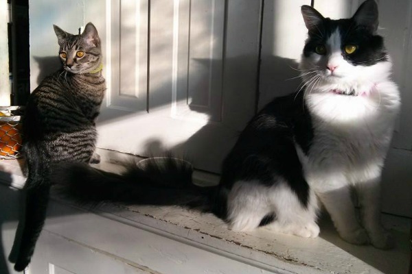 You Are My Gift: Image of two kittens sitting in a sun spot.