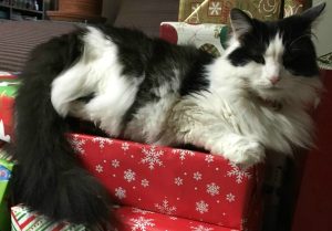 Gift-Giving Tips: Image of our long-haired black and white cat Bonnie on a pile of Christmas presents.