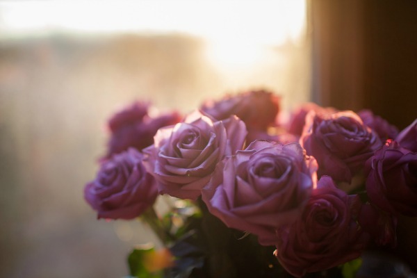 Stepping Out of the Shadows: Photo of backlit roses taken by Katie Long.