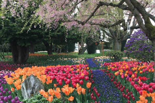 Happy Blogiversary 2019: image of flower gardens in Mt. Vernon, WA, taken by Lori Livesay.