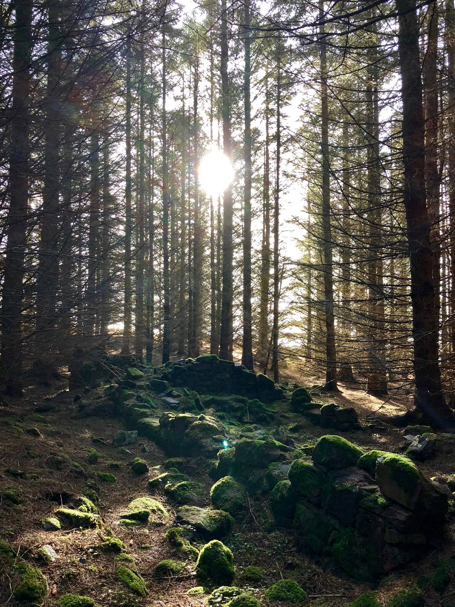 Scotland Revisited: Image of a forest in Scotland.