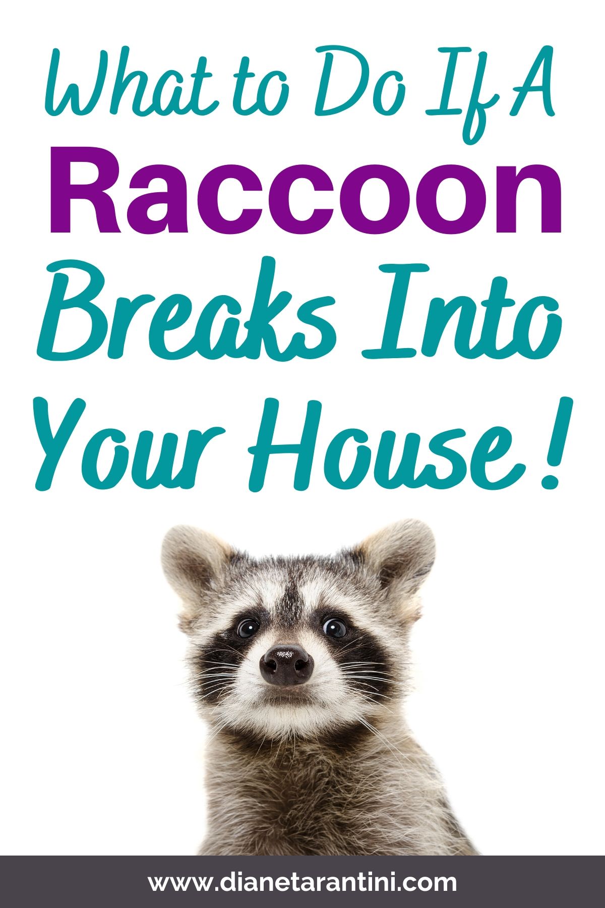 What to do if a raccoon breaks into your house!